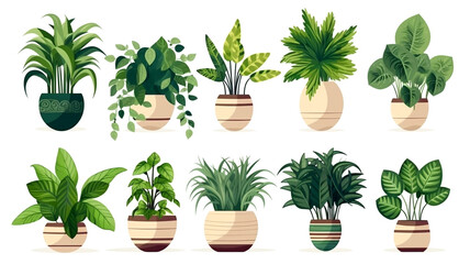 Elevate your home decor with shape-variety houseplants, featuring a variety of indoor plants with unique forms and aesthetics.