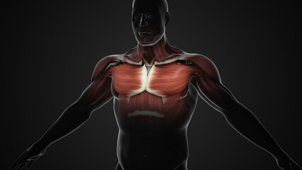 Fototapeta na wymiar Pain and injury in the Chest Pectoralis Major and Minor Muscles