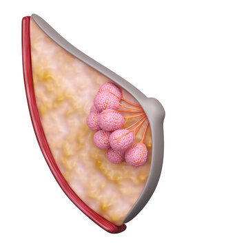 Normal Breast for breasts implant augmentation or cancer treatment concept. 3D rendering.