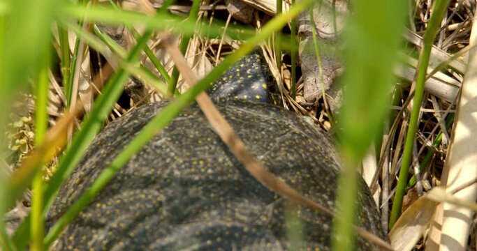 Pond turtle hiding in a reed