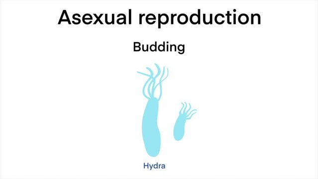 Asexual Reproduction diagram, Scientific Designing of Differences Between Sexual And Asexual Reproduction, Asexual vs sexual cellular reproduction types comparison outline diagram