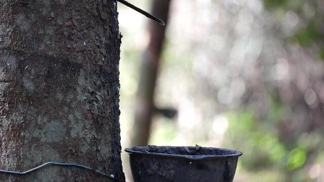 Rubber planters are tapping rubber with a rubber tapping knife, worker expertly taps the tree, collecting its valuable liquid latex, farmer rubber tapping