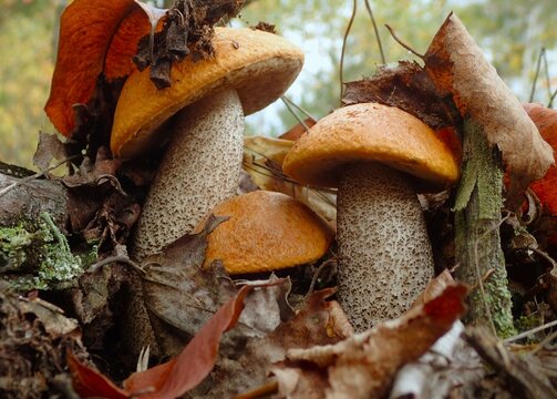 Group of orange birch bolete mushrooms (Leccinum versipelle) growing among fallen leaves in autumn forest. Edible wild fungi in natural woodland habitat