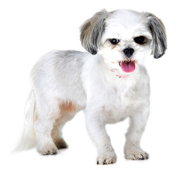 Portrait, pet and dog on a white background in studio for adoption, rescue animal and friendship. Domestic pets, mockup and isolated fluffy, adorable and cute Lhasa apso with happy, energy and health