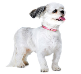 Animal, pet and excited dog on a white background in studio for adoption, playing and fun. Domestic pets, vet mockup and isolated fluffy, adorable and cute Lhasa apso with happy, freedom and health