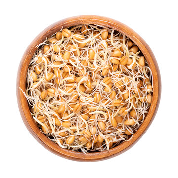 Fresh wheat germs, germinated wheat grains in a wooden bowl. Sprouted kernels and seeds of Triticum. A concentrated source of essential nutrients, and the food with the highest content of spermidine.