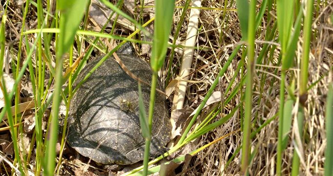 Pond turtle hiding in a reed