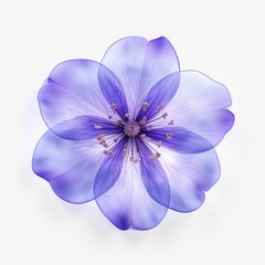 Floral Digital Backgrounds