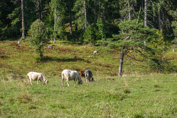 Schafe (Ovis) auf einer Bergwiese