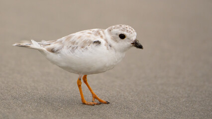 Immature Piping Plover (non-breeding)