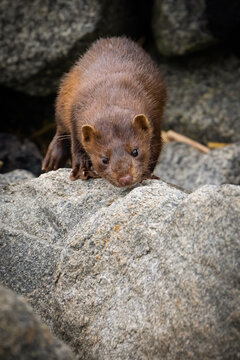 American Mink