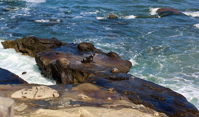 seal and sea lion fishing along the rocky shoreline