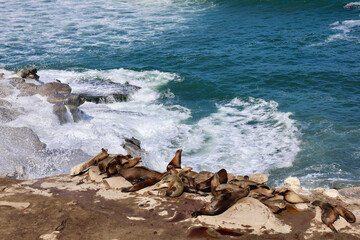 Fototapeta na wymiar group of sea lions resting on the rocky shoreline