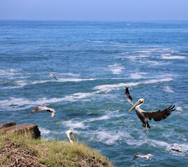 pelicans soaring above the shoreline of the La Jolla Cove