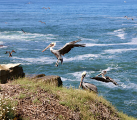 migrating pelicans flying over the Pacific coastline
