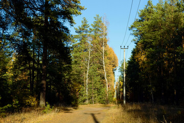 Power lines illuminated by the evening sun in the middle of an autumn dense forest