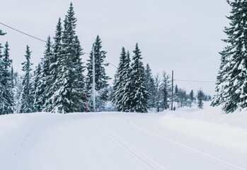 Tranquil Winter Landscape in Swedish Woodland with Snow-Covered Pine Trees and Scenic Road