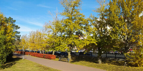 Fototapeta premium Trees and plants in an autumn park on a sunny day