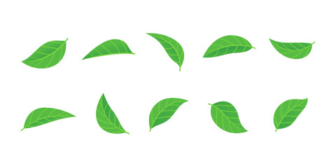 set of various green leaves element