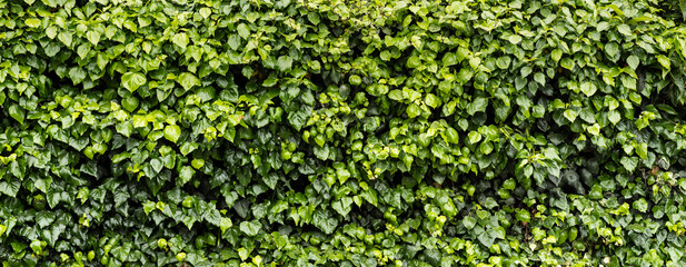 Green leaves wall background. Nature plants eco backdrop.