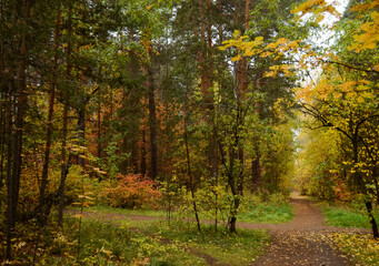 Obraz premium Autumn landscape in a dense forest