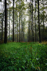 Floresta