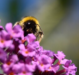 Bourdon butinant sur  fleur de budlleia sur davidii