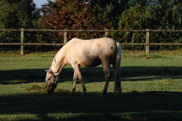 white Gray horse on a pasture 