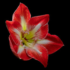 Red-white blooming Amaryllis big flower with pollen isolated on black background. Studio close-up shot.