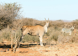 A photo of giant eland