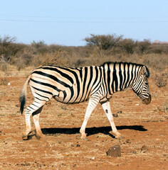 A view of zebra