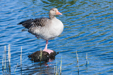 Graugans bei einer Rast in der Abendsonne	