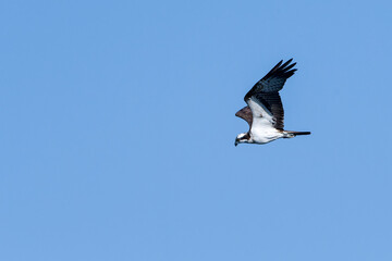 Fischadler im Flug (Pandion haliaetus)