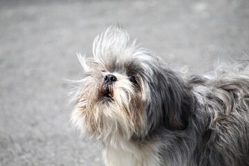 animal cachorro au au - canis lupus familiaris