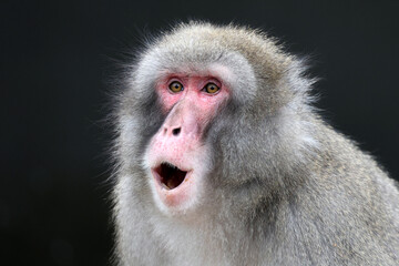 The Japanese macaque (Macaca fuscata), also known as the snow monkey - 661910970