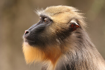 The mandrill (Mandrillus sphinx)