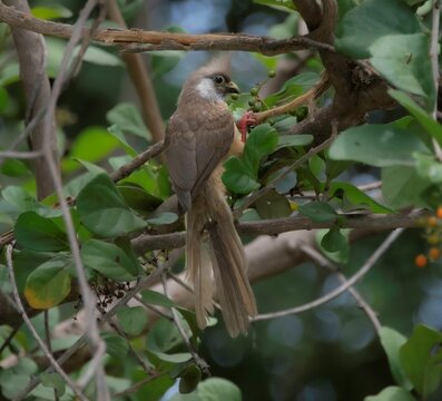 close up of one African speckled mousebird on a tree branch