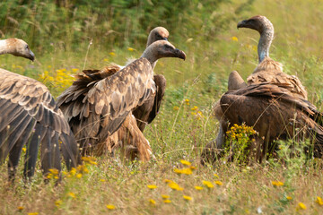 Vautour fauve,.Gyps fulvus, Griffon Vulture, Parc naturel régional des grands causses 48, Lozere, France