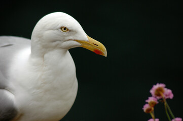 Goéland argenté, nid,.Larus argentatus, European Herring Gull