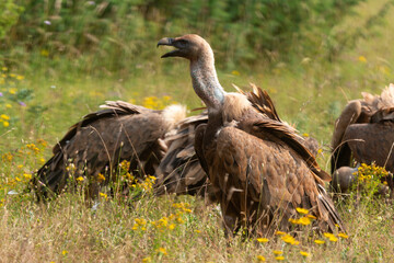 Vautour fauve,.Gyps fulvus, Griffon Vulture, Parc naturel régional des grands causses 48, Lozere, France