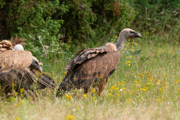 Vautour fauve,.Gyps fulvus, Griffon Vulture, Parc naturel régional des grands causses 48, Lozere, France