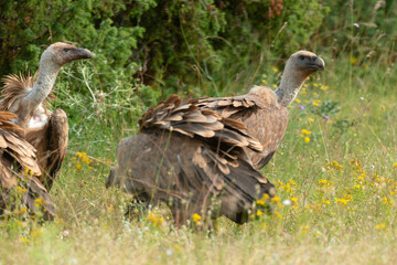 Vautour fauve,.Gyps fulvus, Griffon Vulture, Parc naturel régional des grands causses 48, Lozere, France