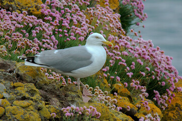 Goéland argenté,.Larus argentatus, European Herring Gull, Armérie maritime, Armeria maritima