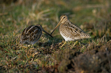 Bécassine des marais,.Gallinago gallinago, Common Snipe