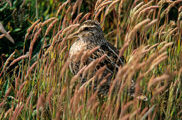 Bécassine des marais,.Gallinago gallinago, Common Snipe