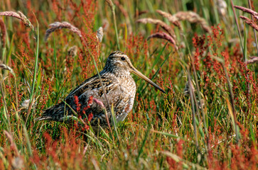 Bécassine des marais,.Gallinago gallinago, Common Snipe