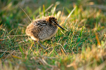 Bécassine des marais,.Gallinago gallinago, Common Snipe, jeune