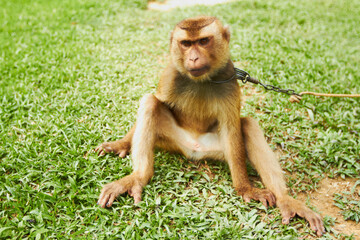 Portrait, pet and monkey on chain outdoor in park, nature and sitting in tropical zoo alone....