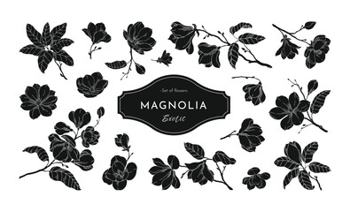 Magnolia. Black leaves silhouette, outline floral bloom logo, floral decorative isolated elements, white line sketch of plant, elegant blossom. Botanical set. Vector icon, modern illustration