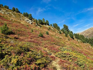 Colorful autumn in the mountains. Flowering bushes and blueberries in Davos Klosters. High quality photo